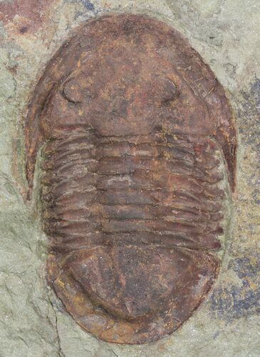 Ordovician Asaphellus Trilobite - Morocco #55150